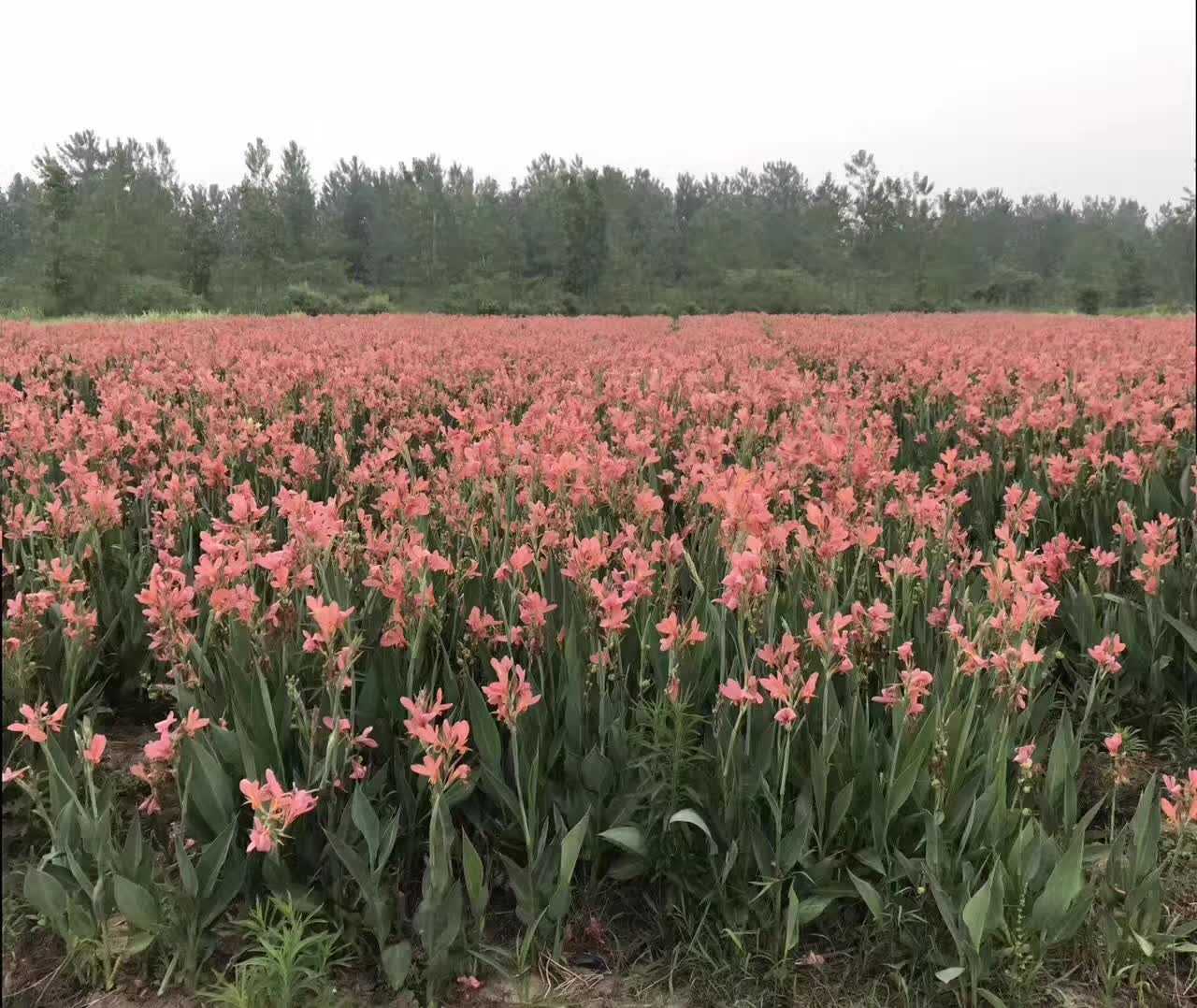 花叶美人蕉图片