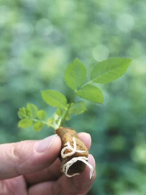 苗木不生根的原因，你知道多少呢？什么样的环境条件下，苗木最易生根？