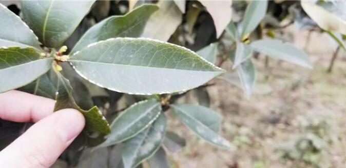 ​南方园林植物病虫害也到了防治的关键时期，病虫害防治要点