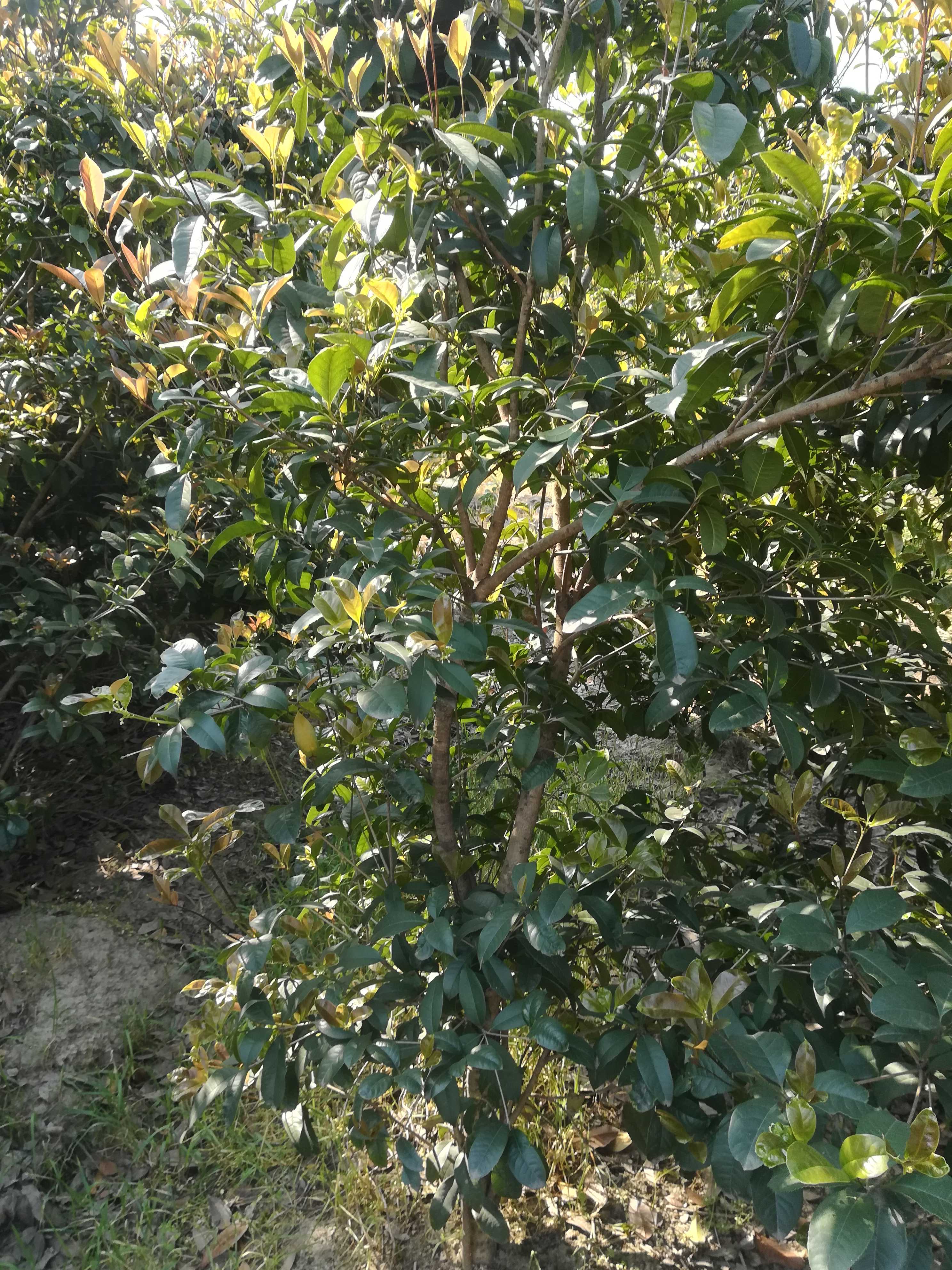 四季桂图片