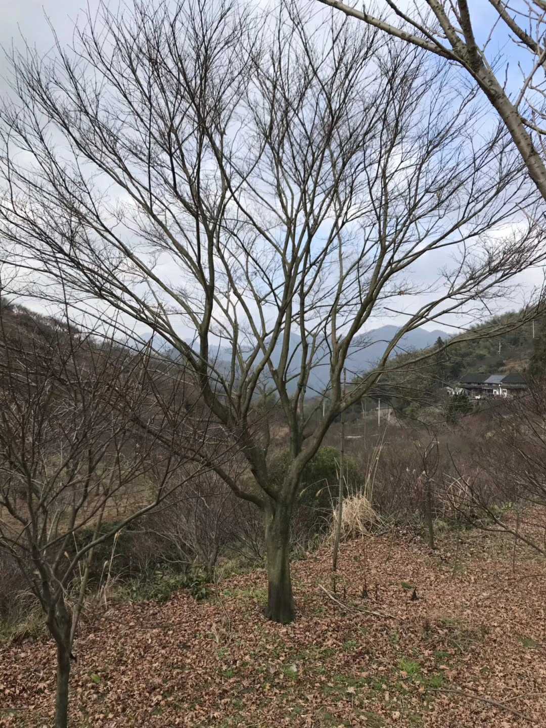 嵊州市当年小苗基地图片