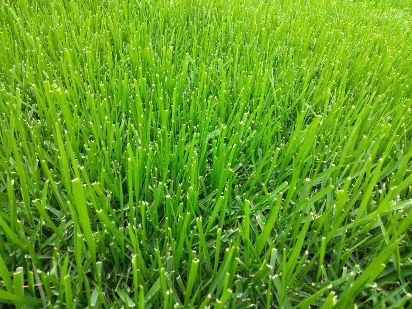 高羊茅图片