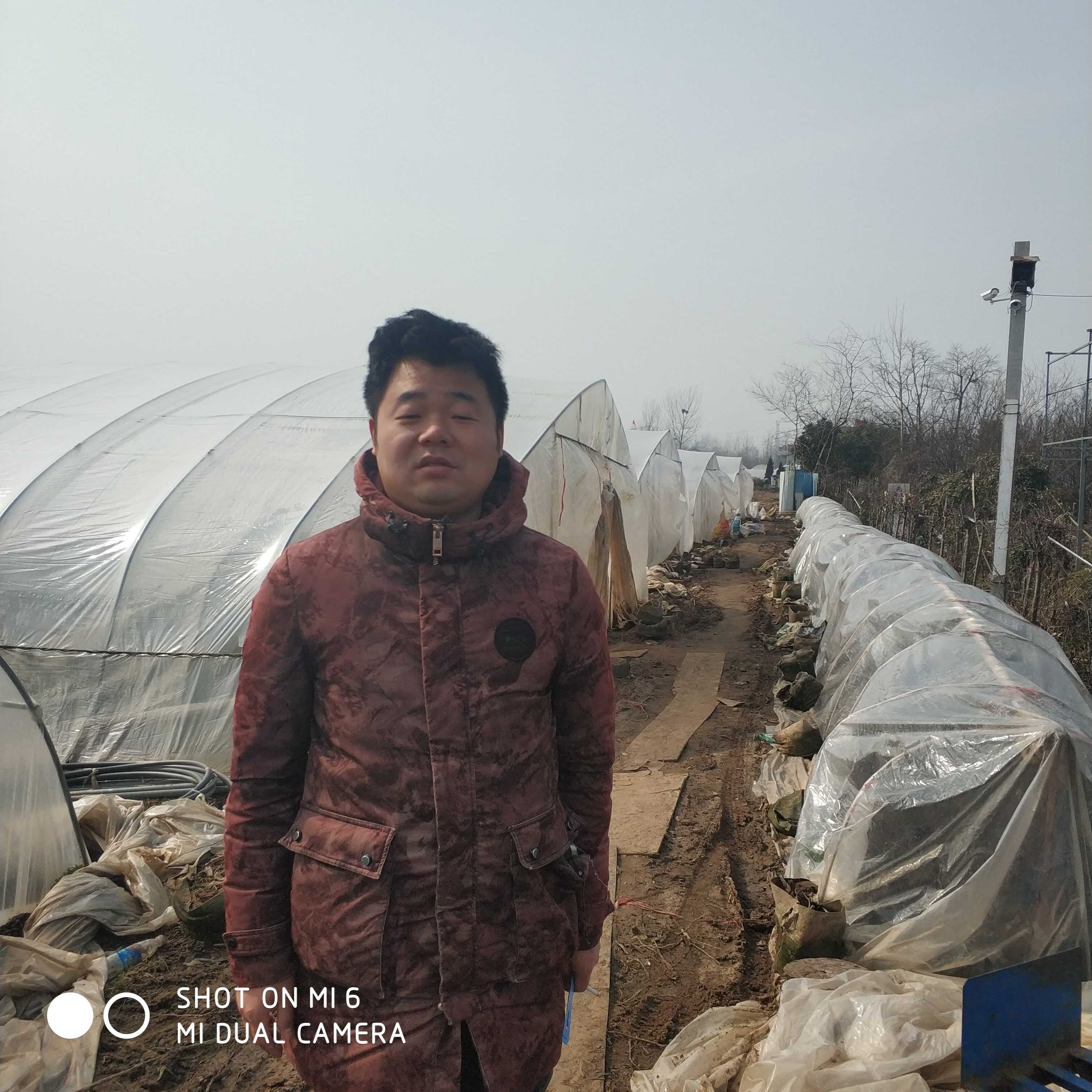 沭阳县传怡苗圃图片