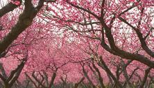 福建：福州森林公园桃花林 引入大批新品种