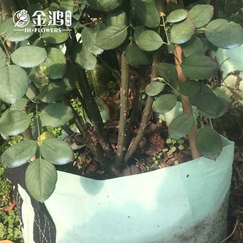 藤本月季图片