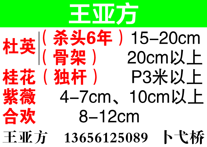 王亚方图片