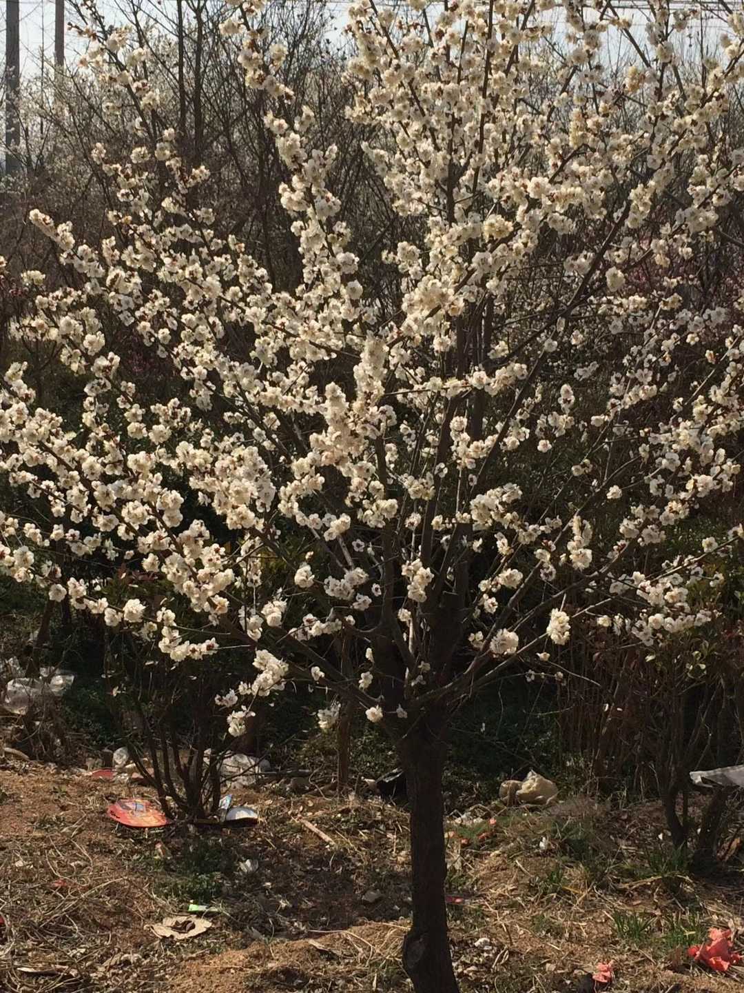 梅花图片