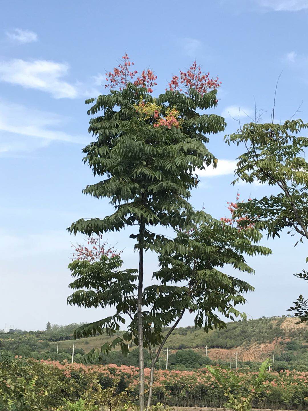 江苏品山农林科技有限公司