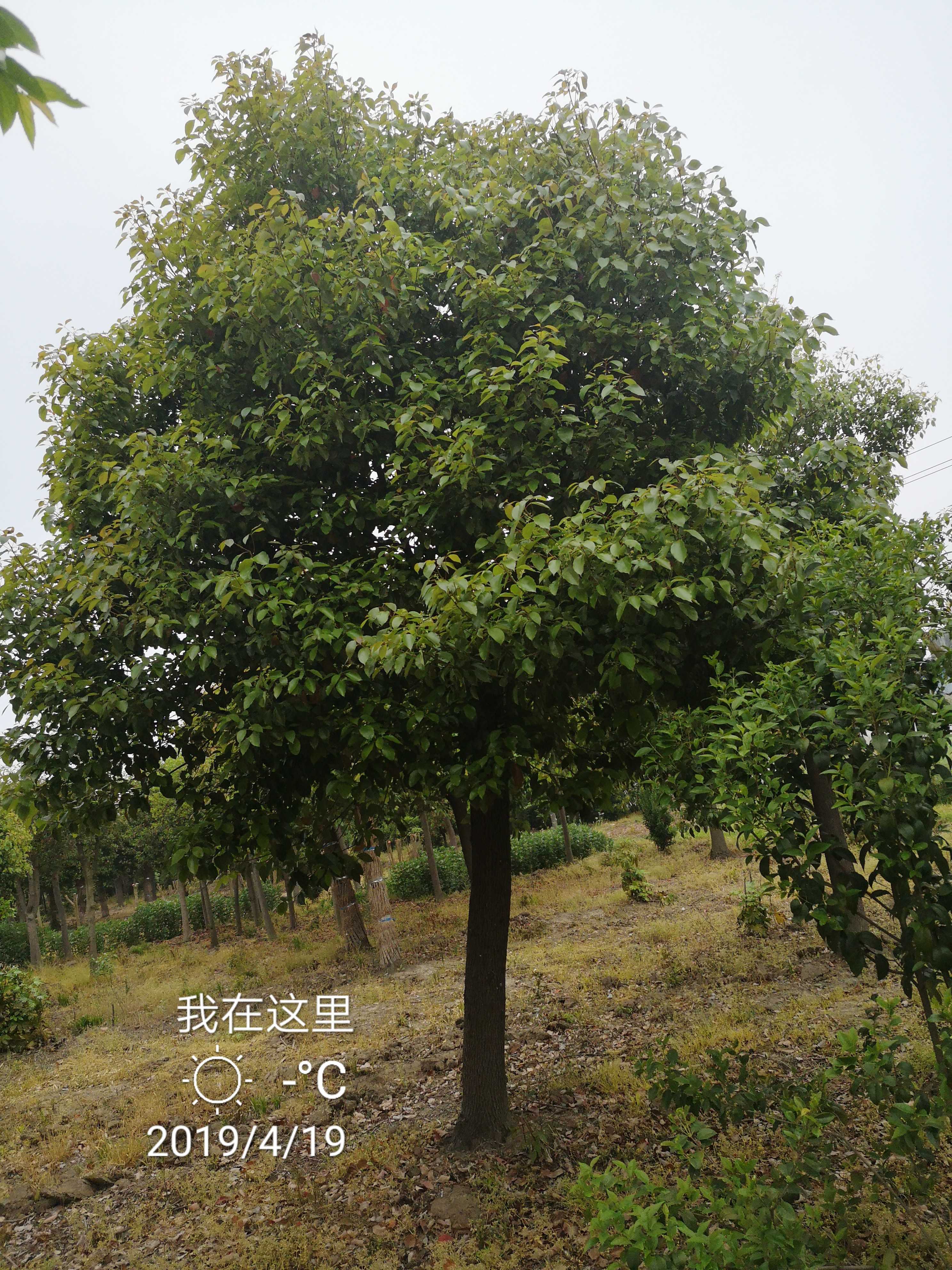 香樟图片