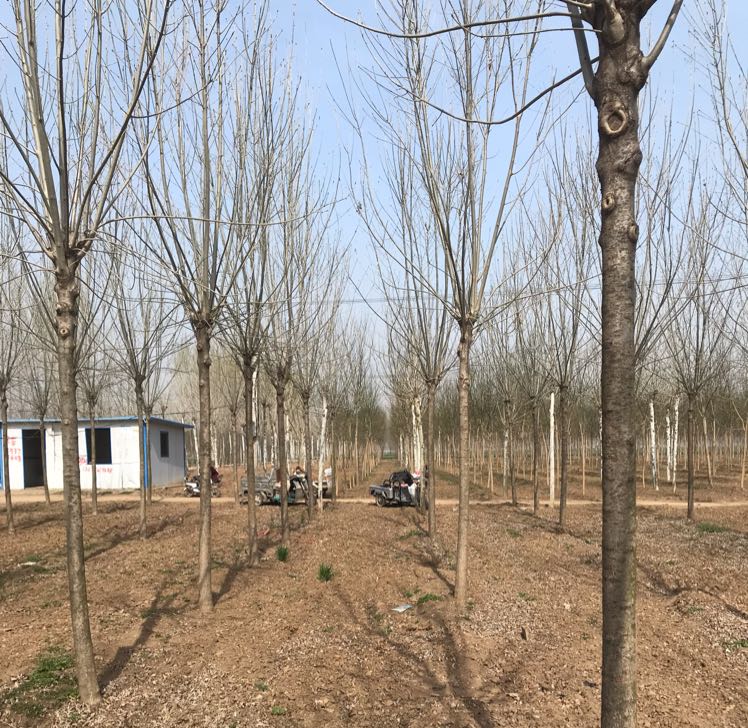 白蜡图片