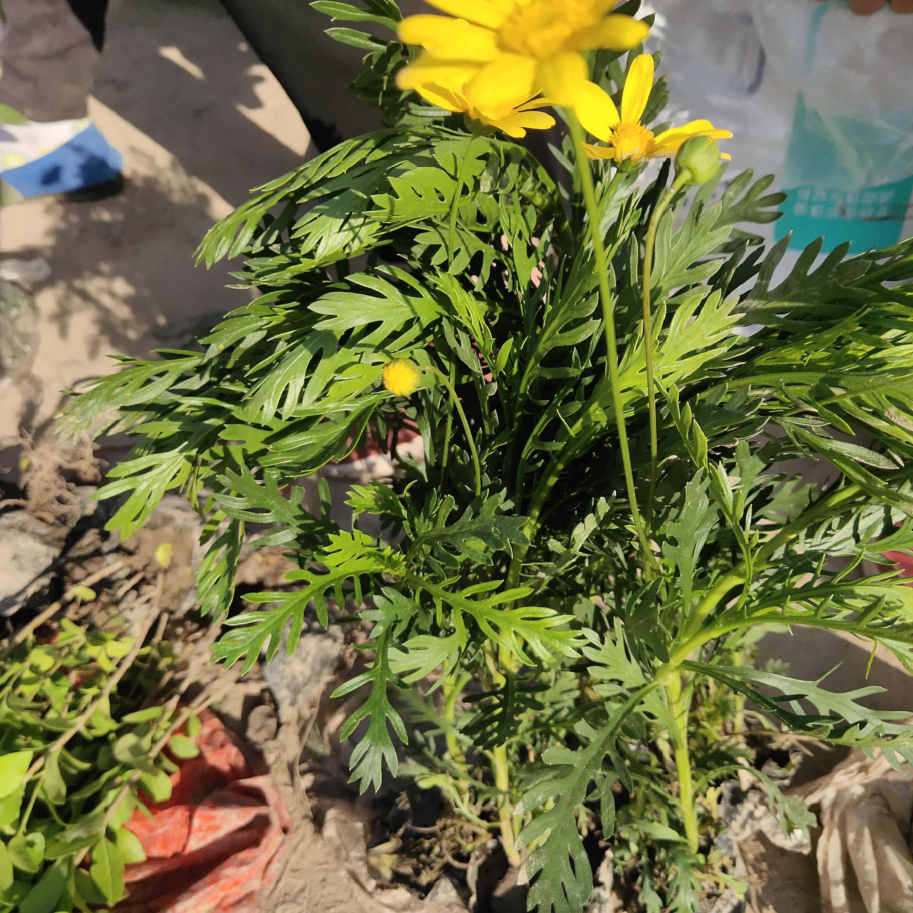 黄金菊图片