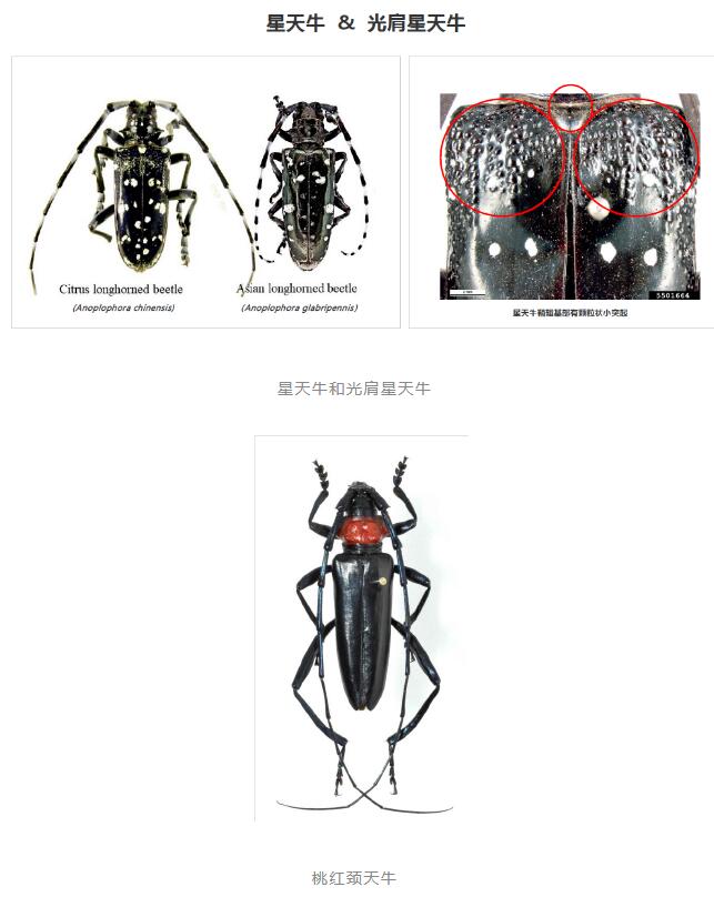红枫类、蔷薇科等观赏苗木蛀干害虫，如何防治？分享创新防治技术