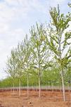 美国红枫、欧洲小叶椴和科罗拉多蓝杉三个树种适应范围广泛，养护流程如下