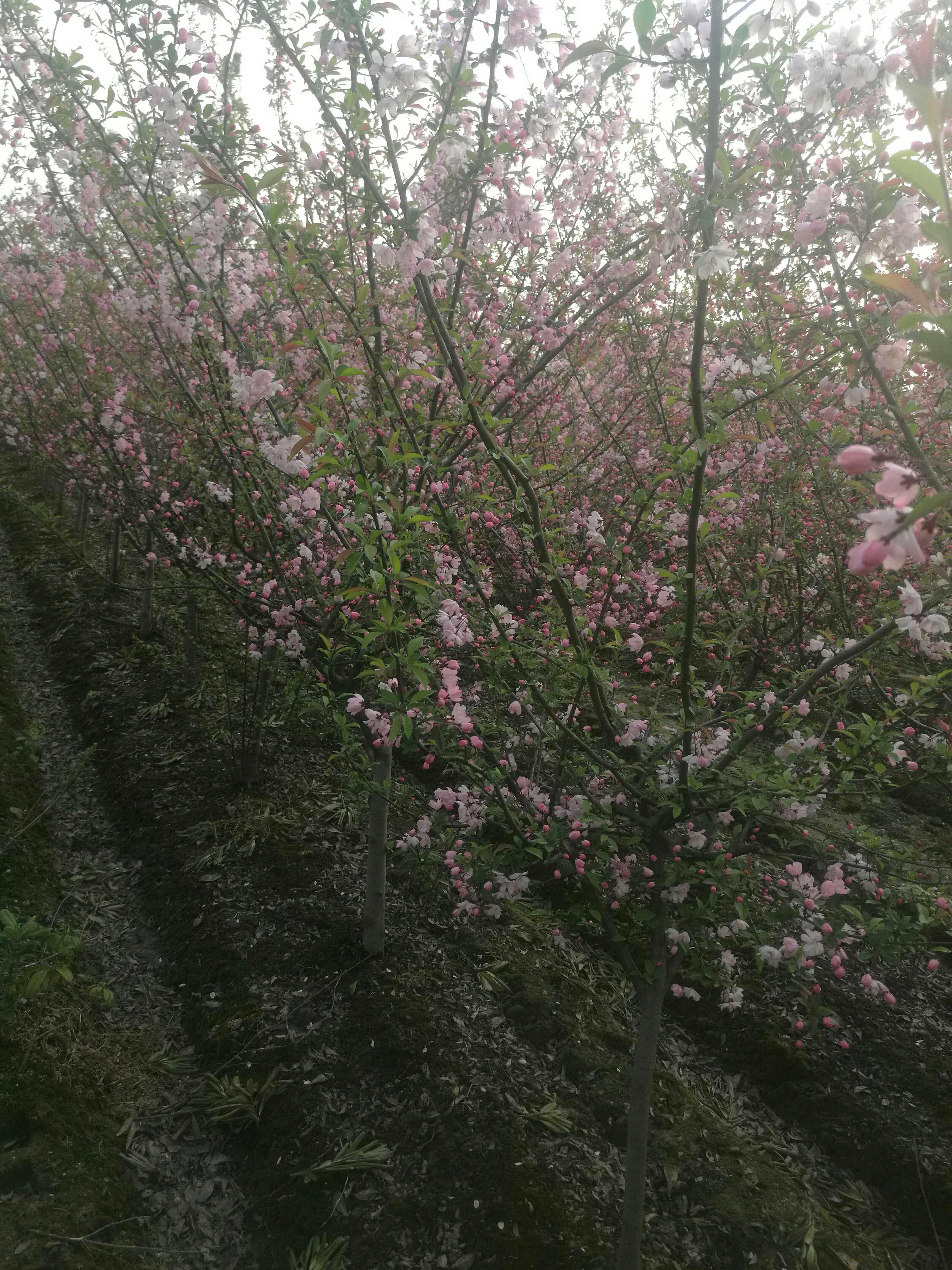 垂丝海棠图片
