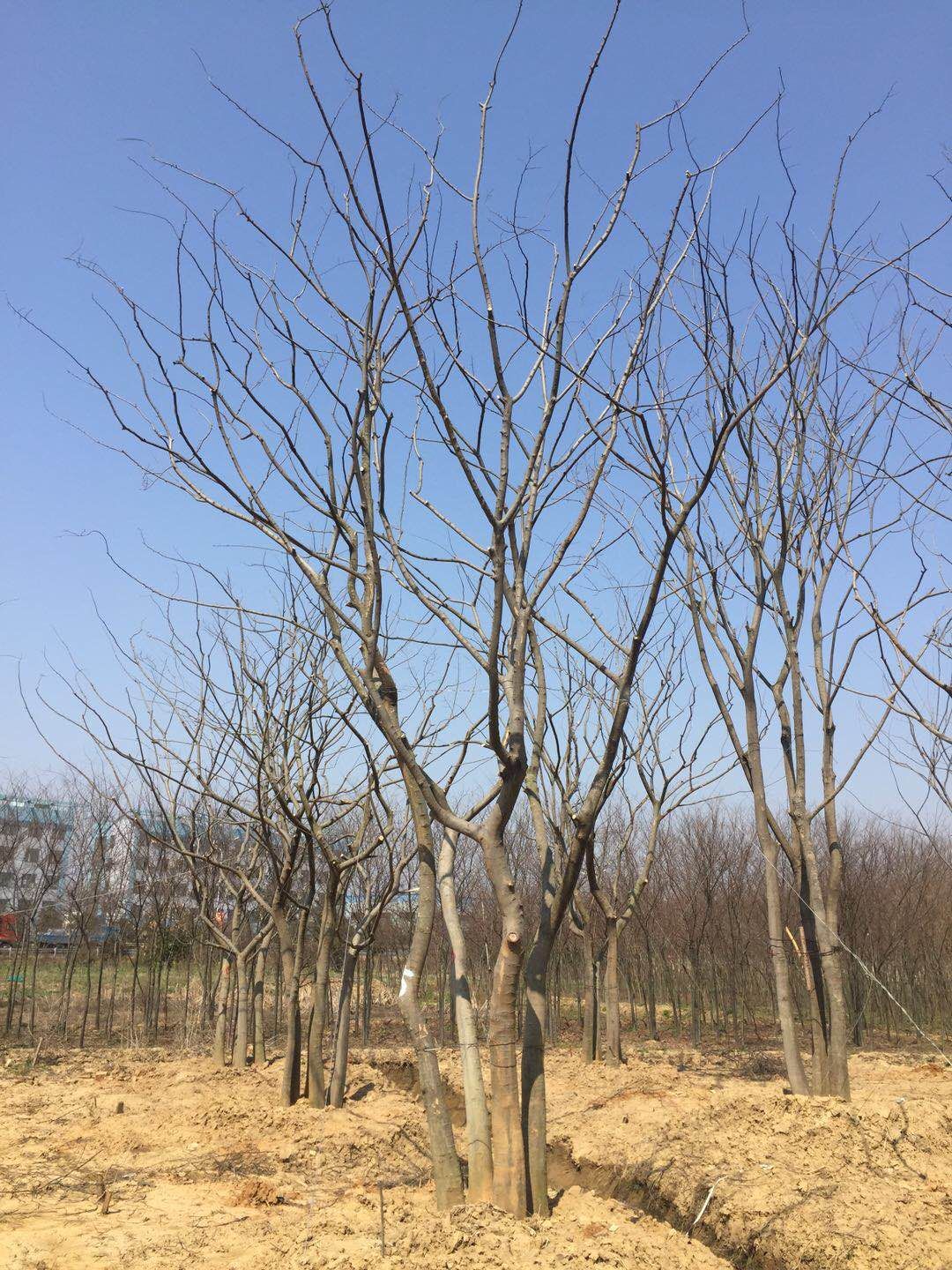 丛生朴树图片