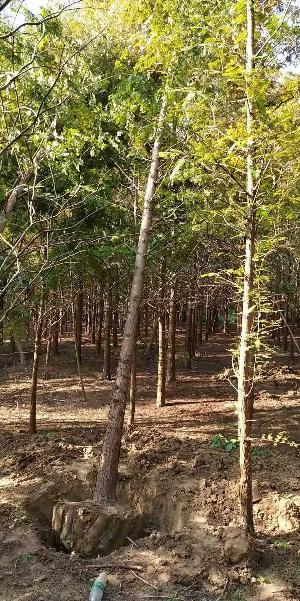 水杉图片