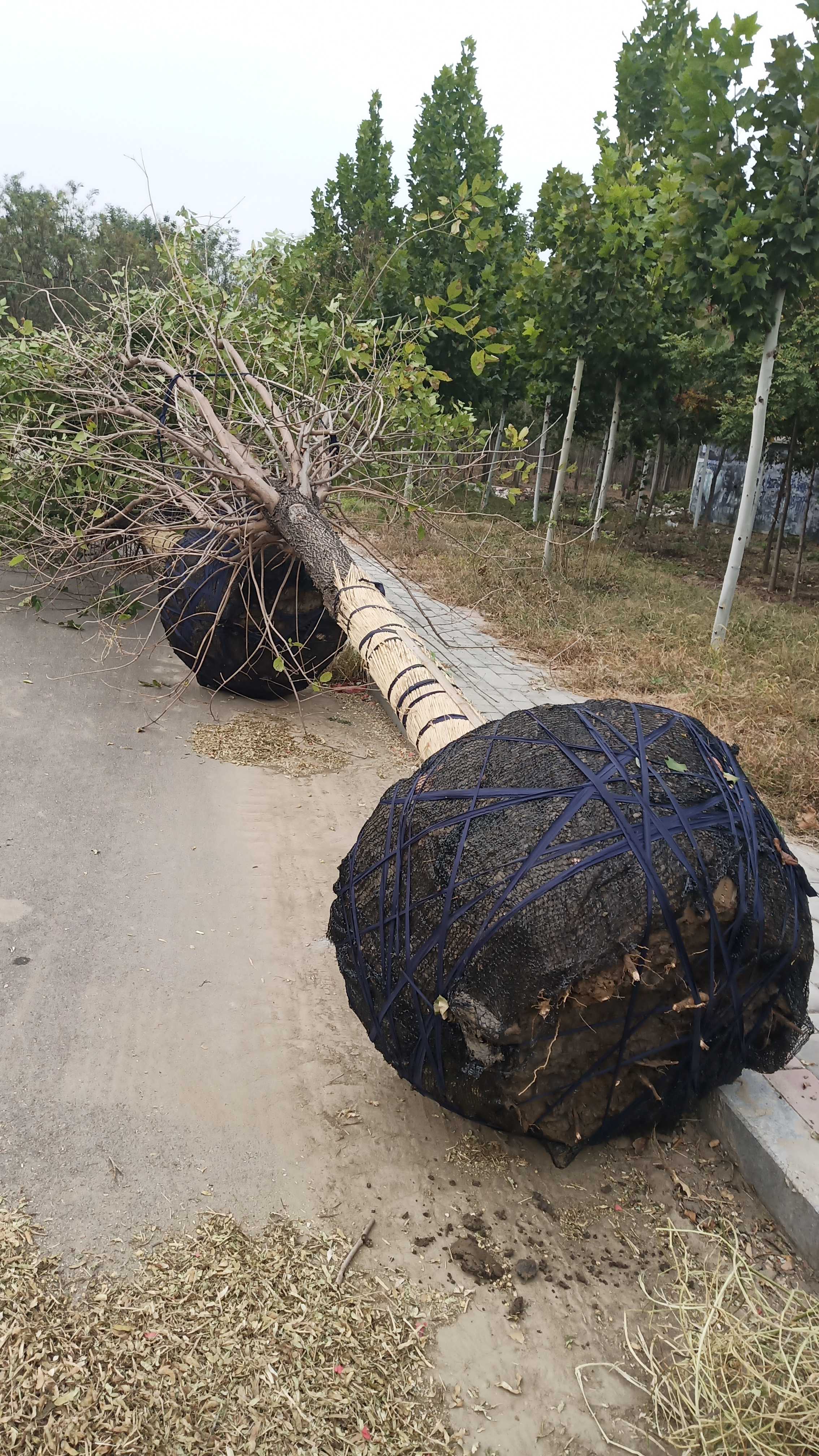 美国红枫图片