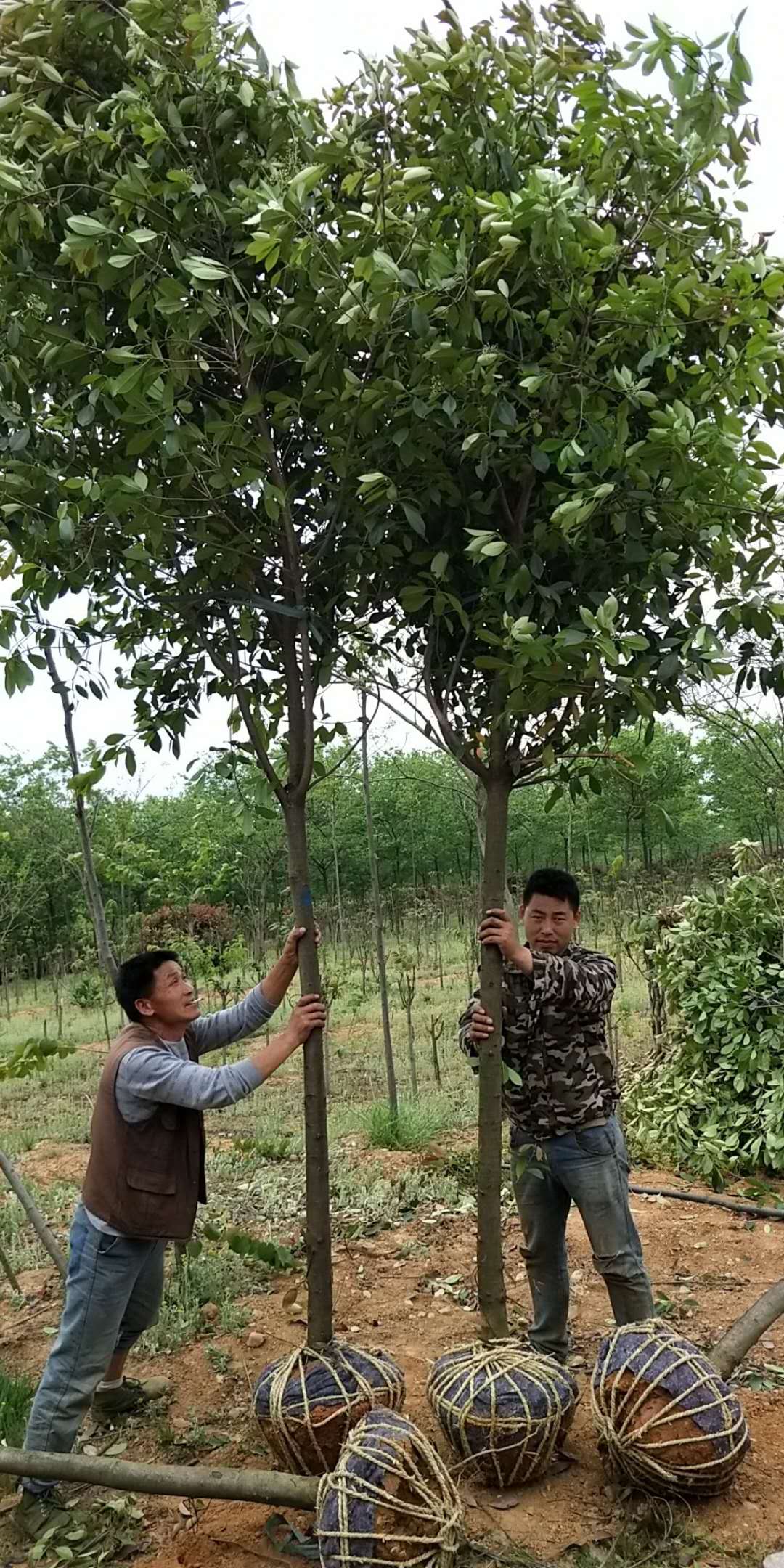 红叶石楠图片