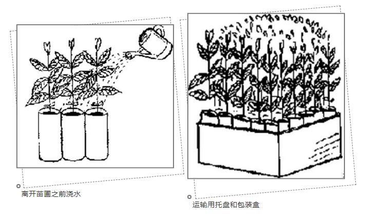 夏季高温天苗木运输降温方法不当，导致高温烧苗，运输苗木要这么做！