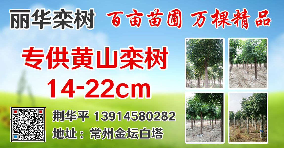 丽华栾树