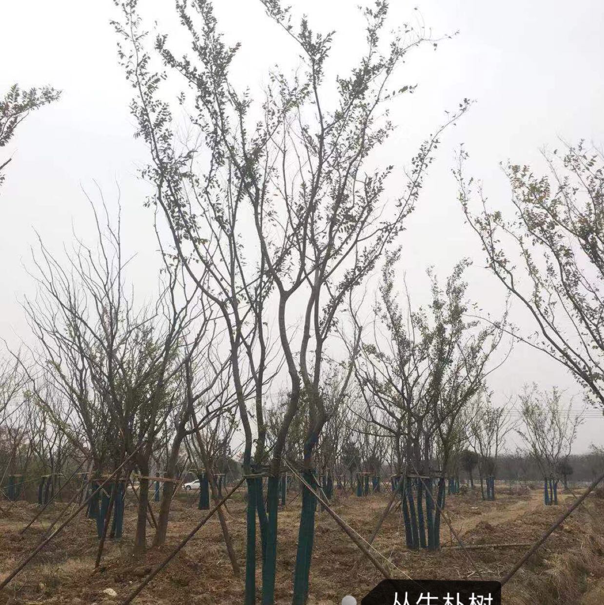 丛生朴树图片