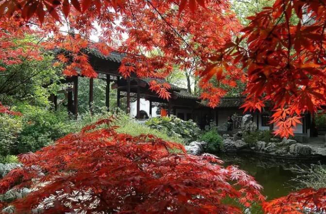 势如破竹的彩色树种，丰富了城市景观层次，成为园林绿化植物材料的首选