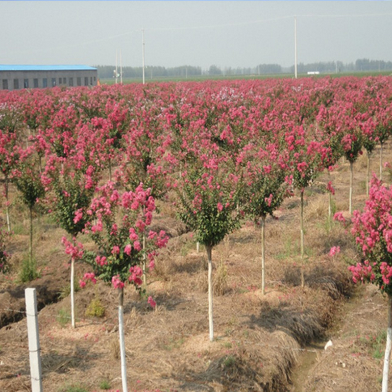 新沂市虹谷农业发展有限公司