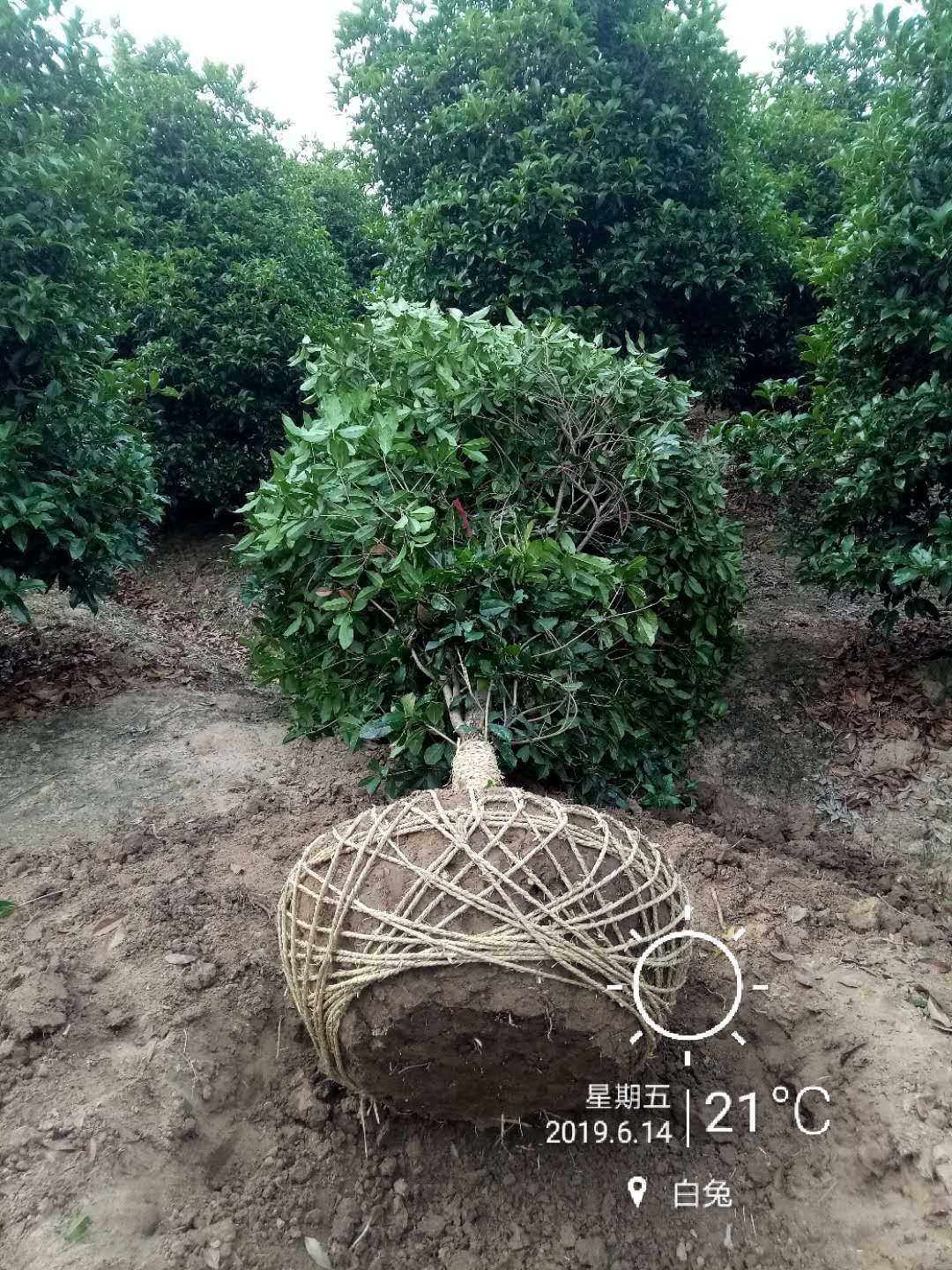 桂花图片