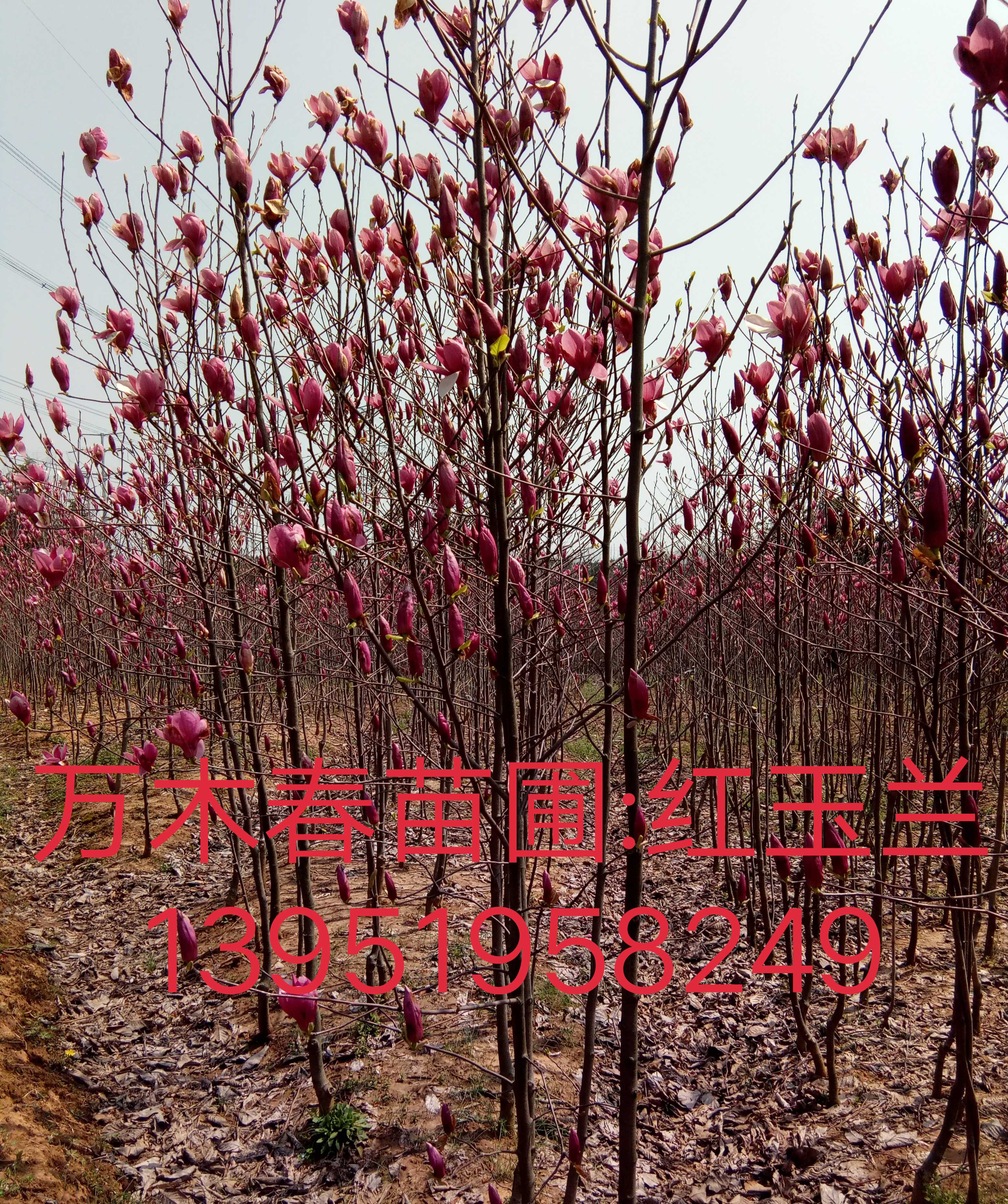 红玉兰图片