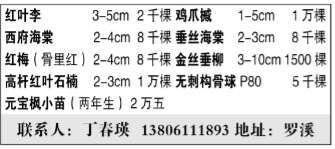 丁春英图片