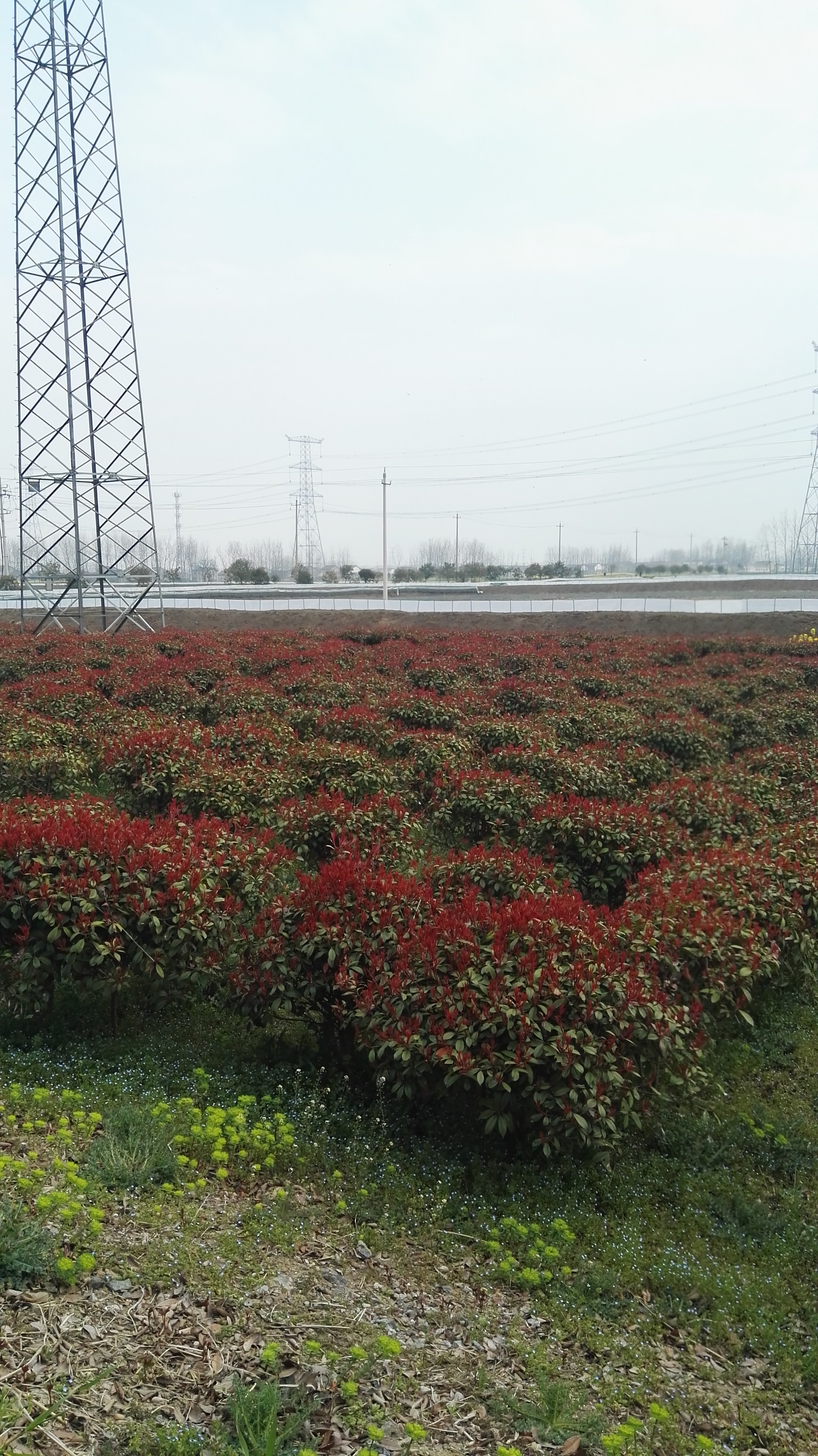 红叶石楠图片