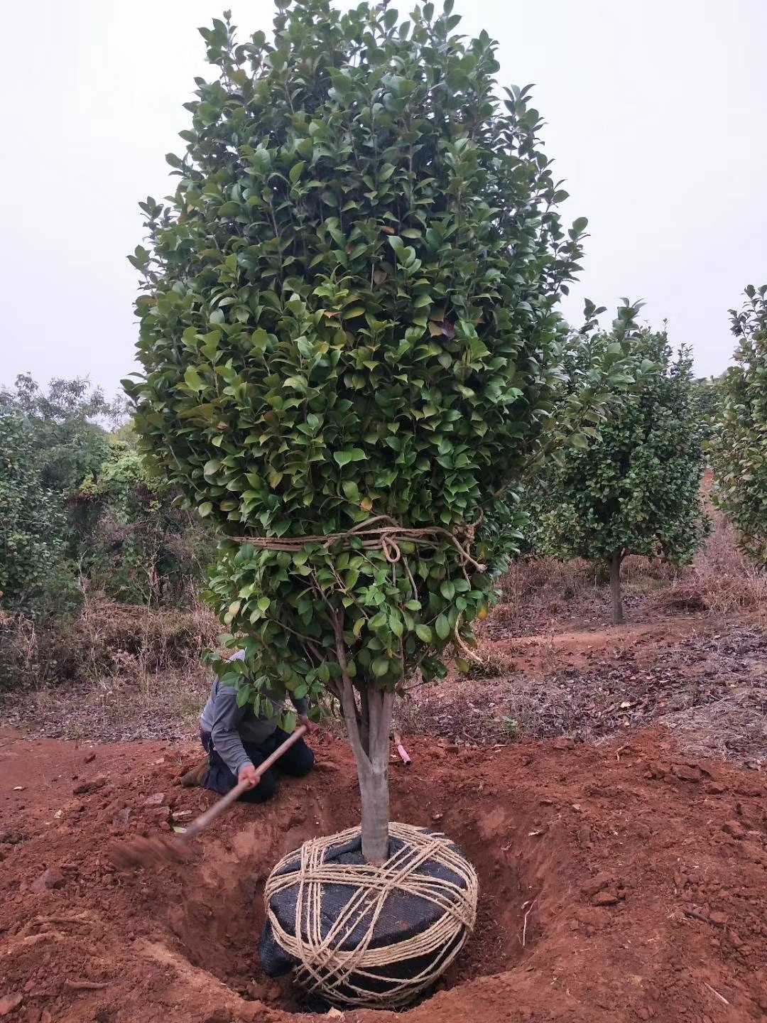 红露珍茶花图片