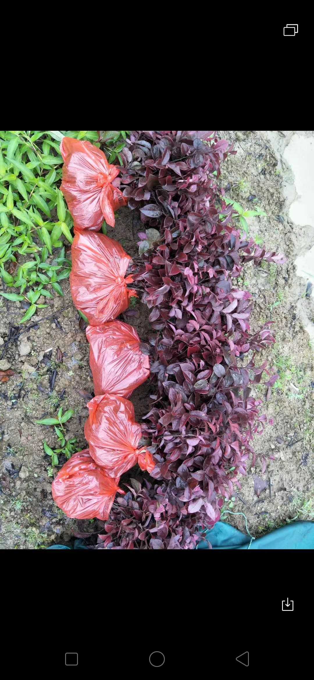 红花檵木图片
