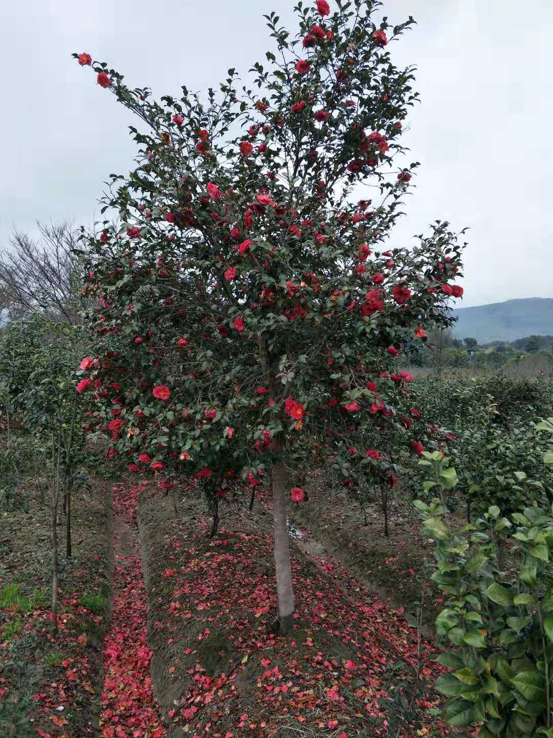 茶花图片