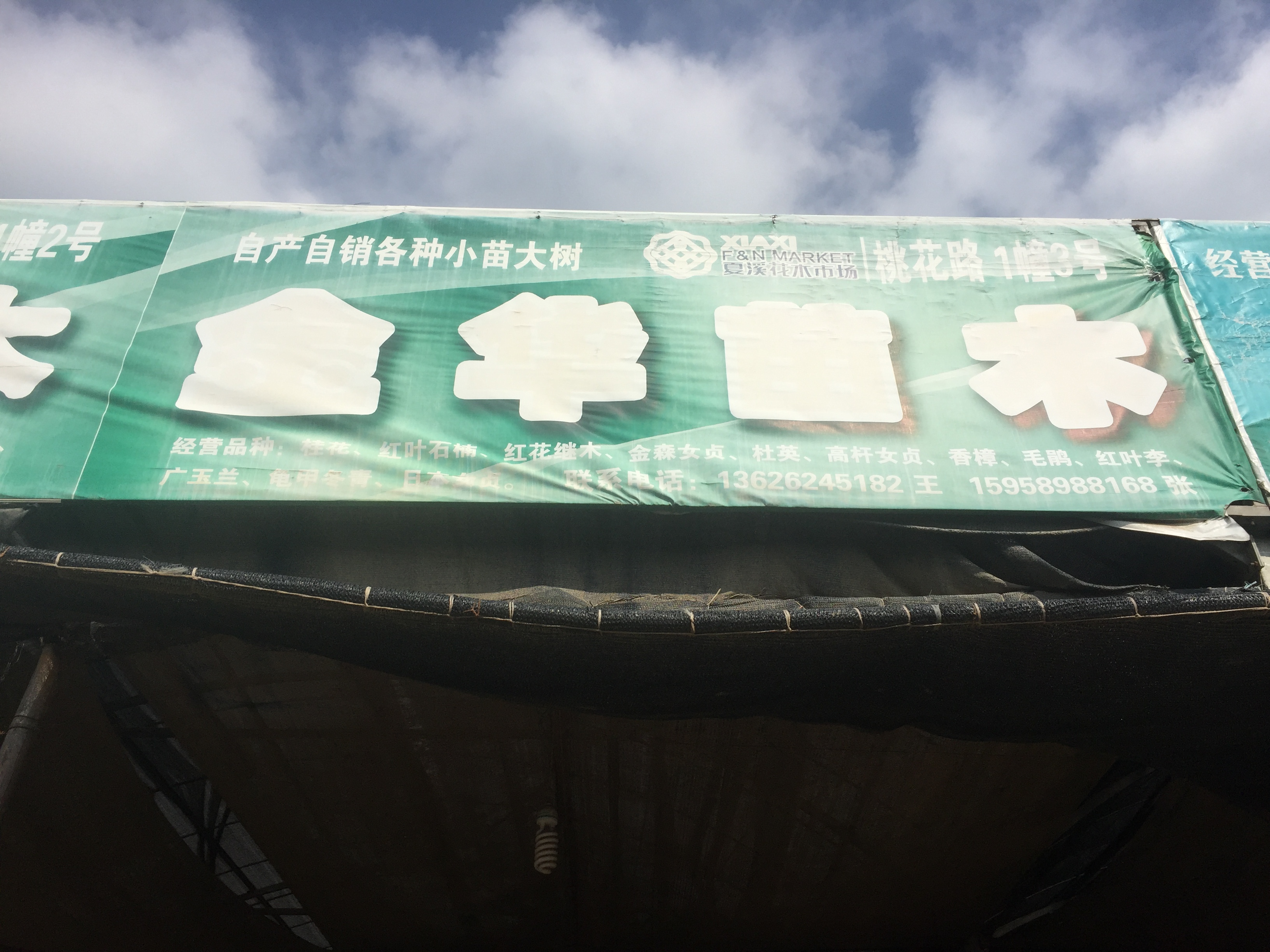 金华苗木图片