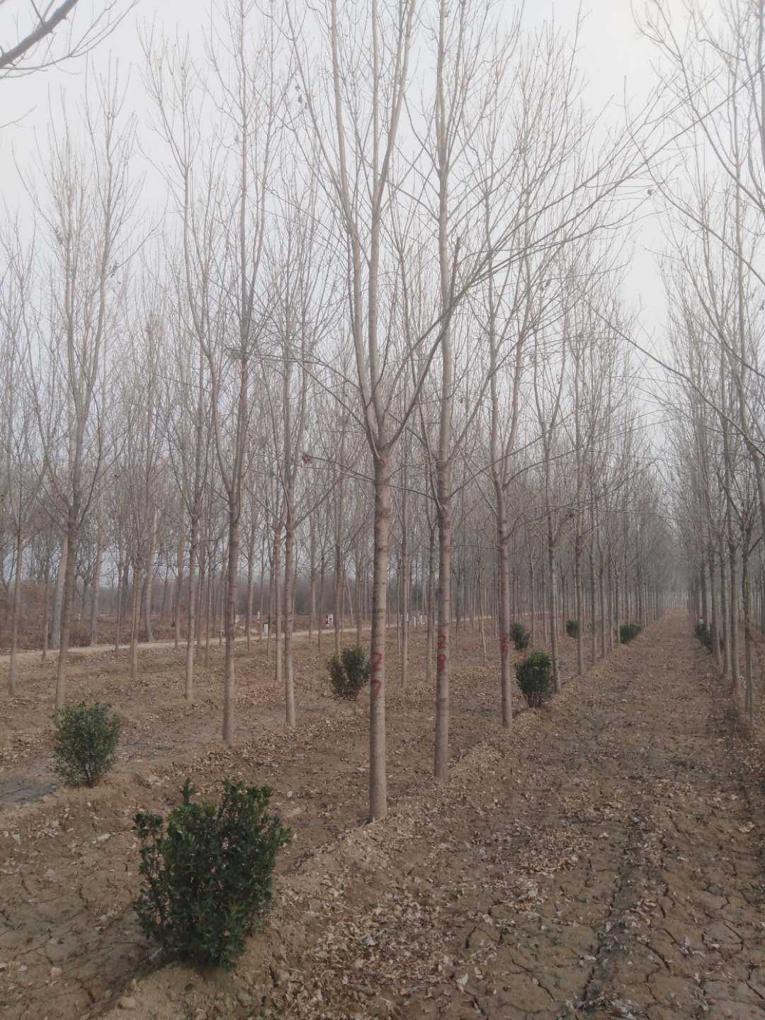 白蜡图片