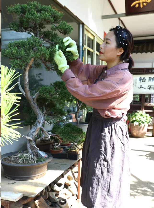 看夏溪「土壤匠人」如何驯服时间，让盆景长出「青铜器」质感