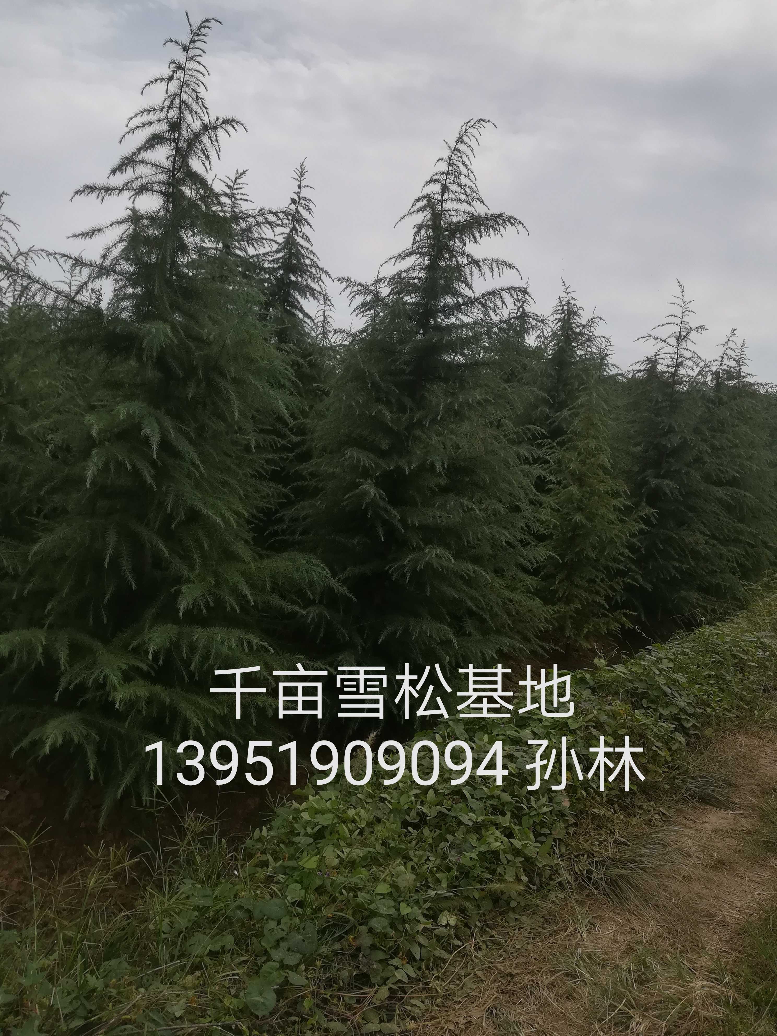 雪松图片