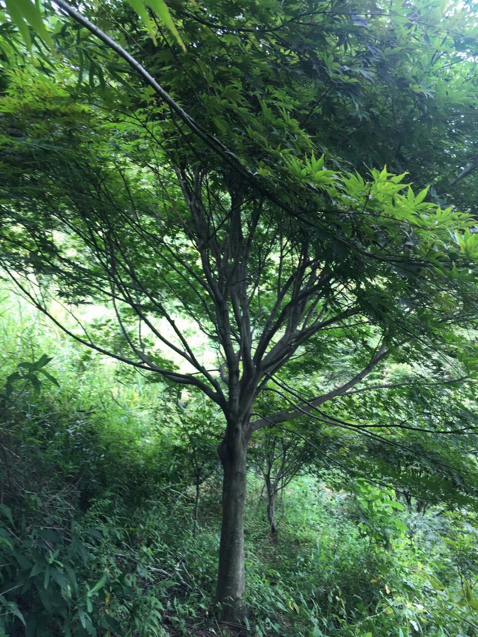 红枫图片