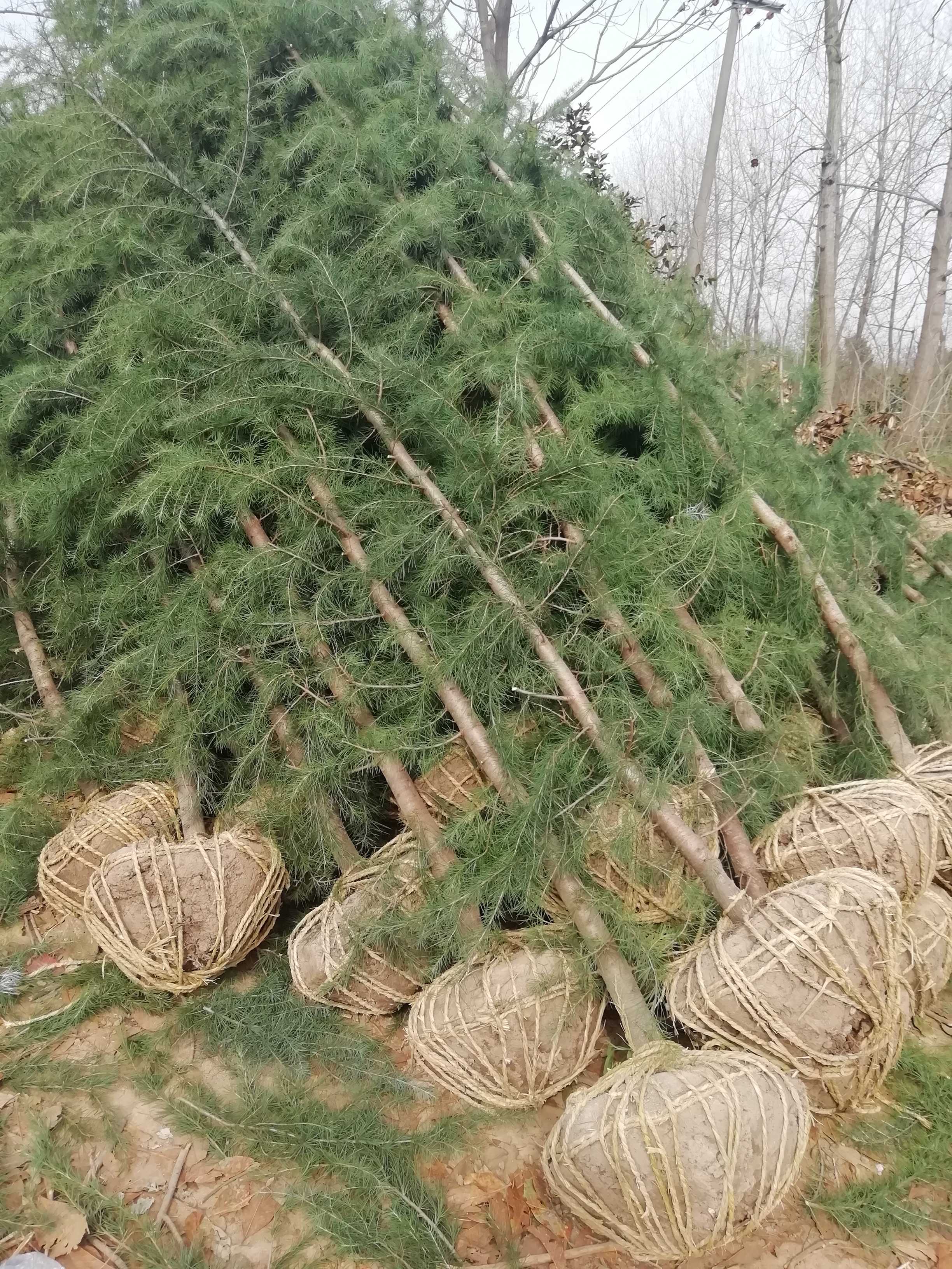 雪松图片