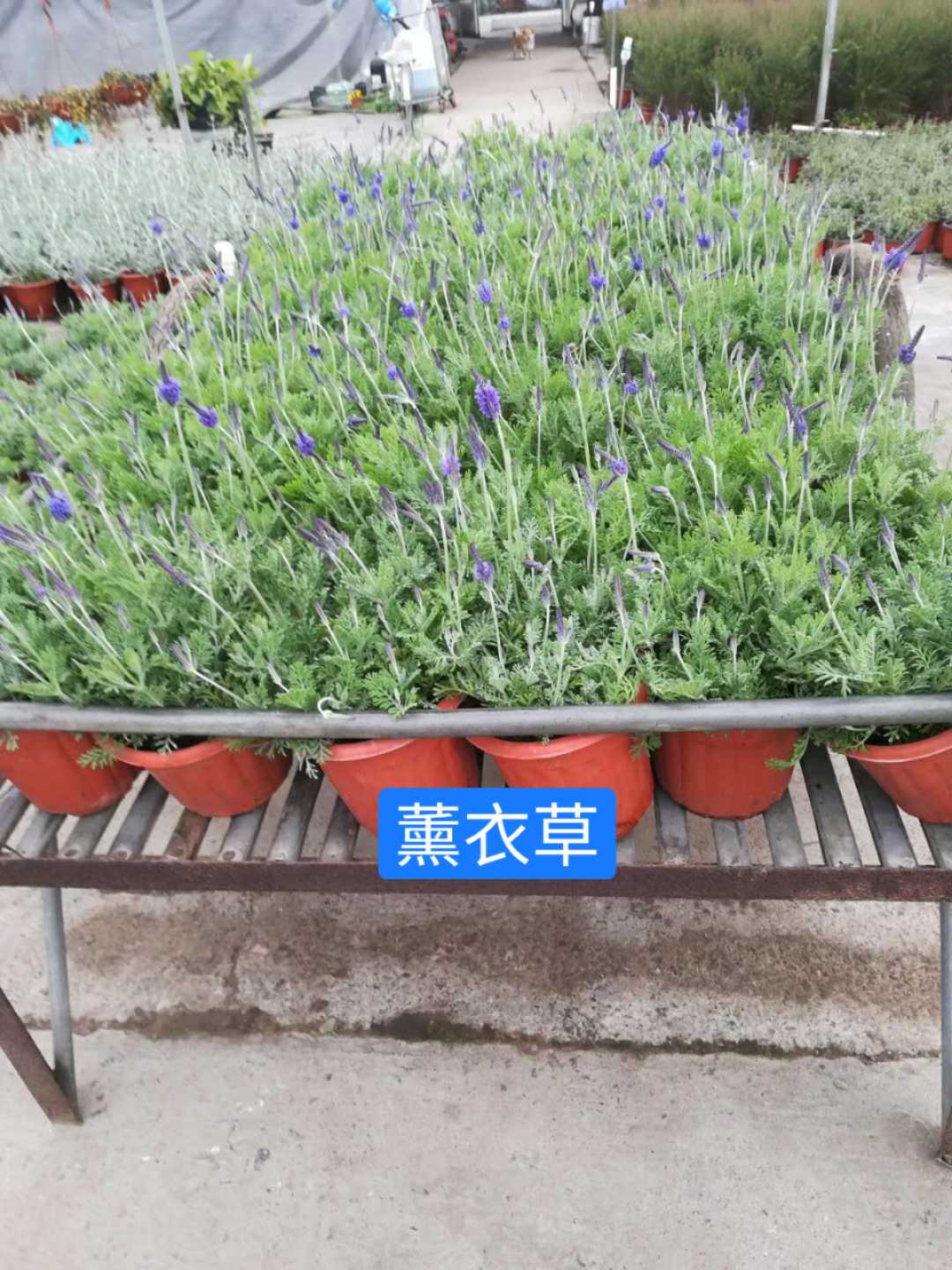 薰衣草图片