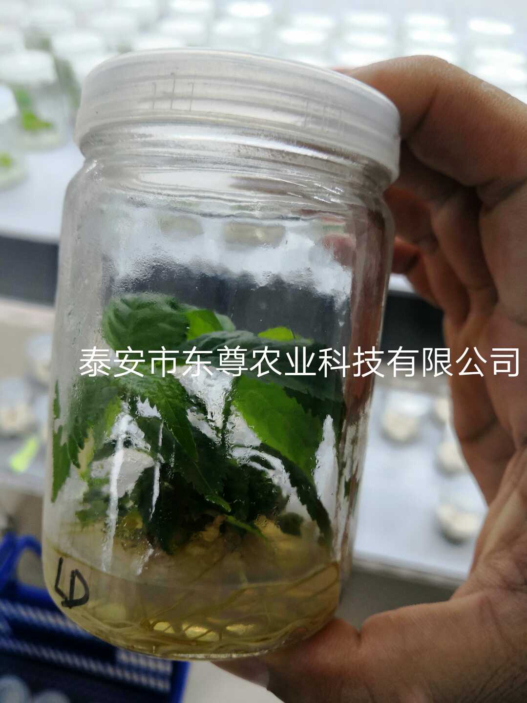 樱桃图片