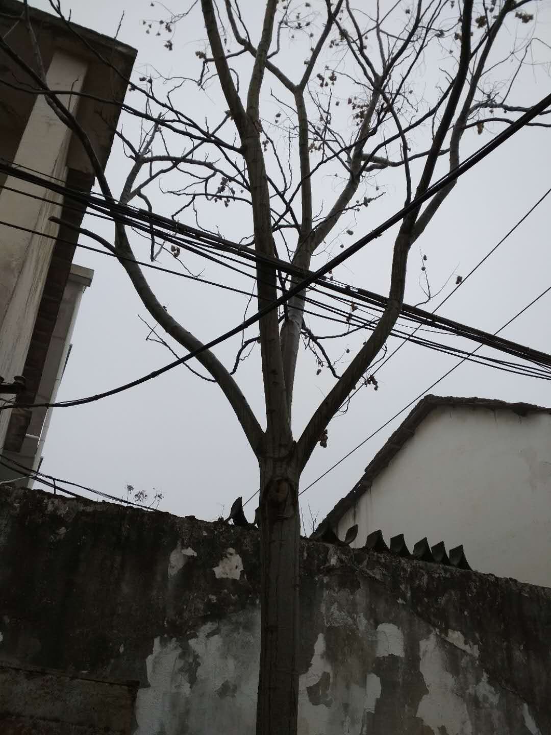 枫香图片
