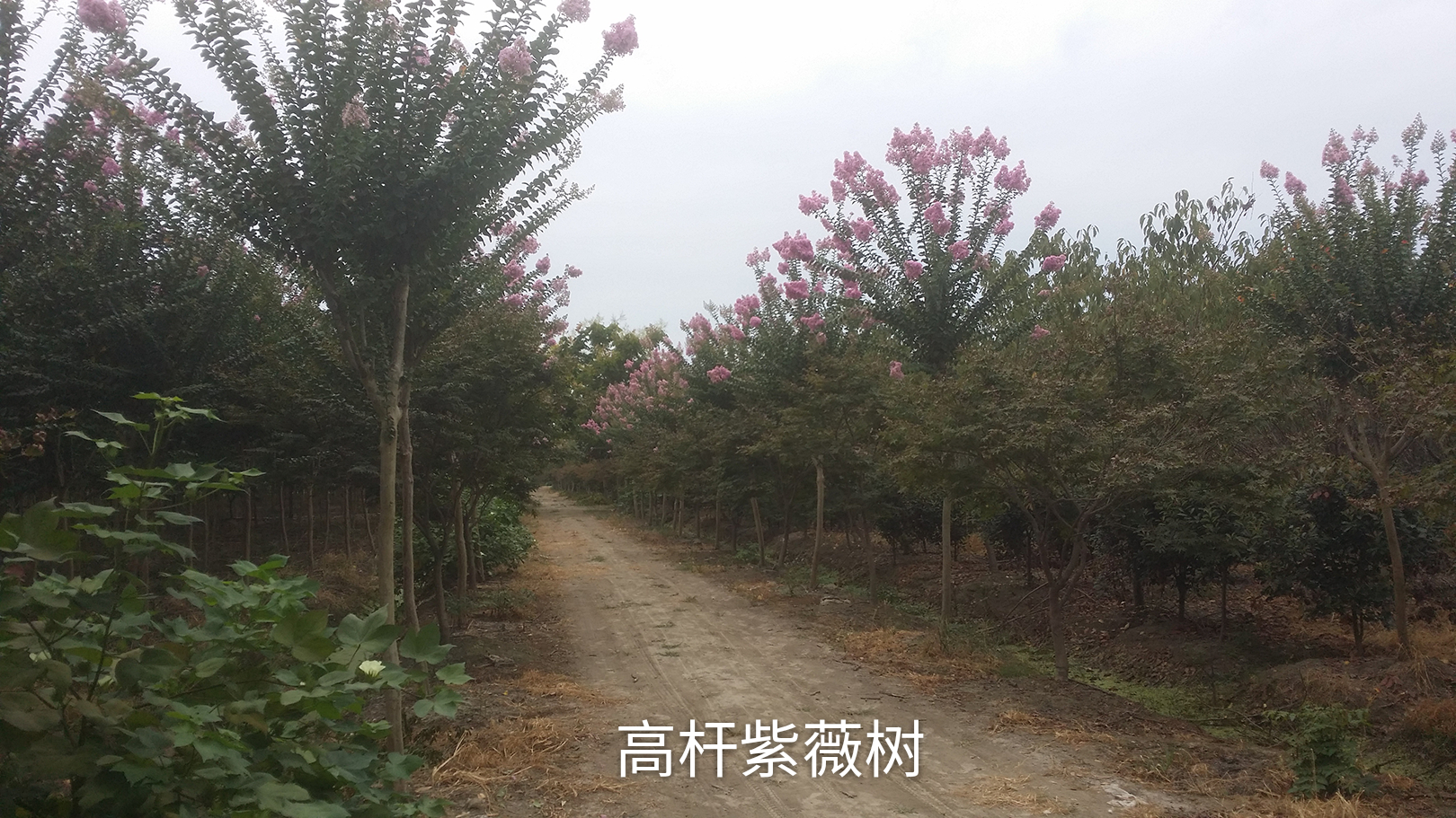 紫薇图片