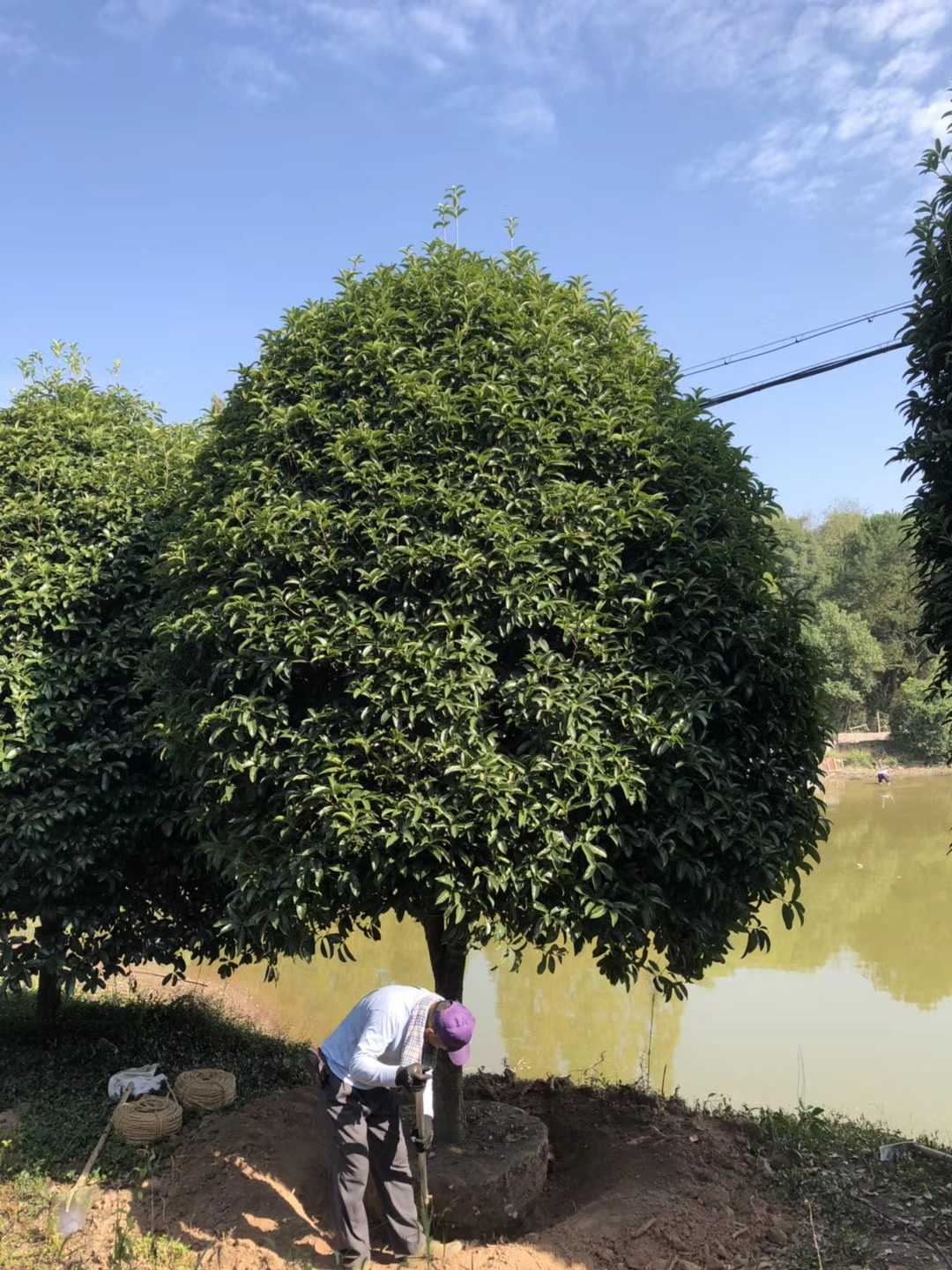 桂花图片