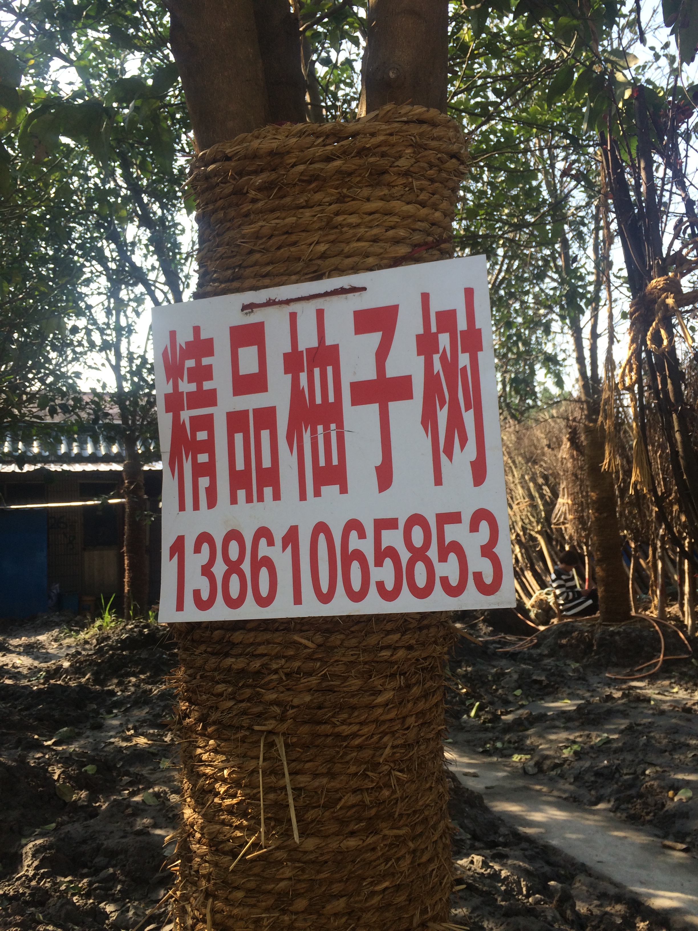 精品柚子图片