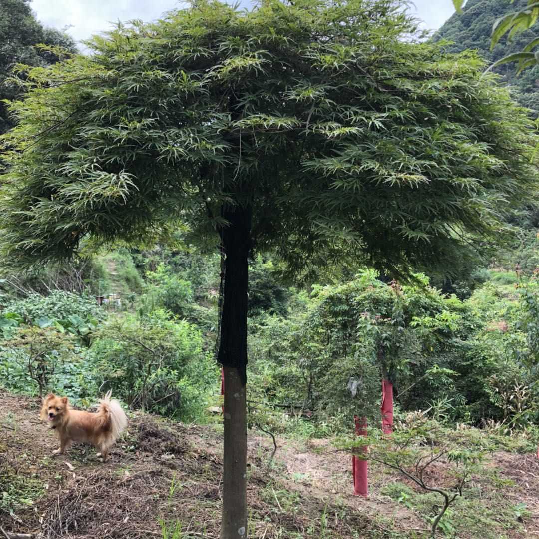 羽毛枫图片