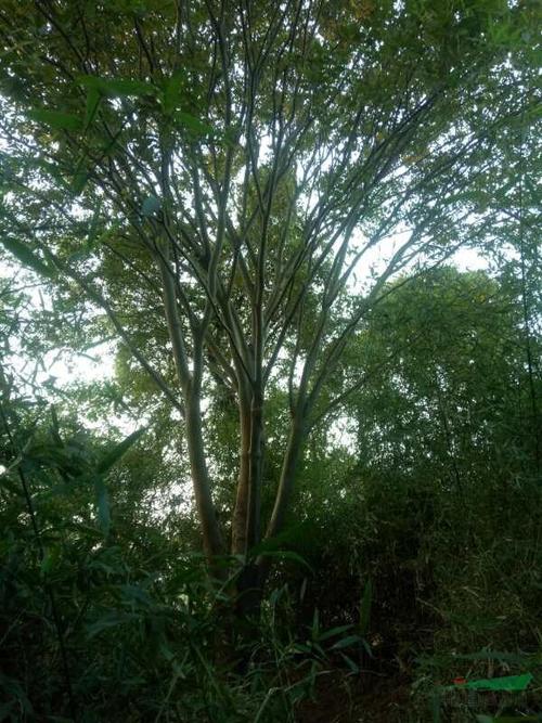 丛生榉树图片