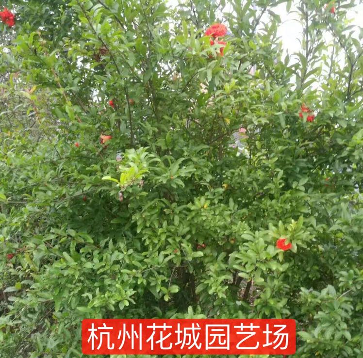 花石榴图片