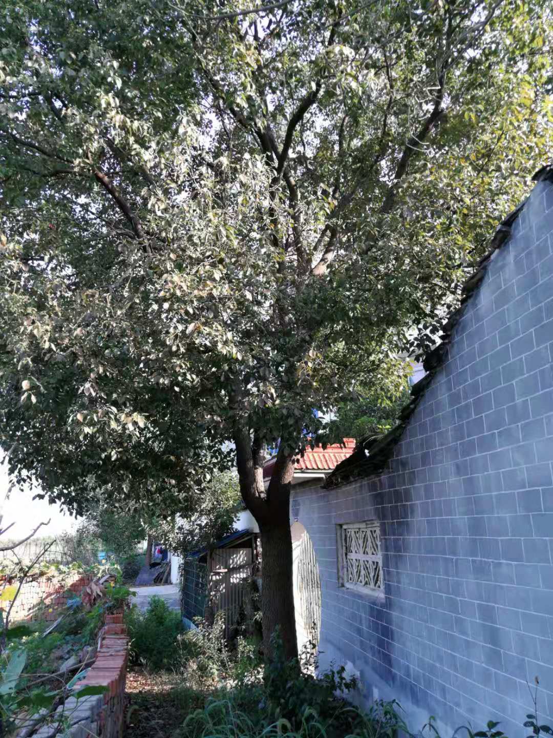 香樟图片